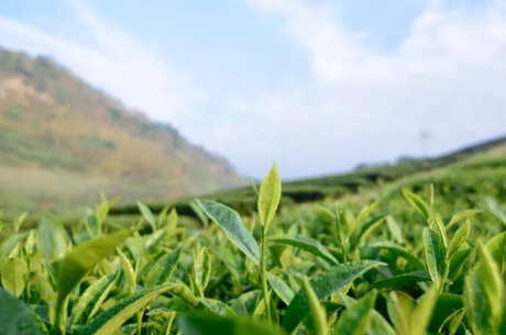 茶叶能过夏吗？