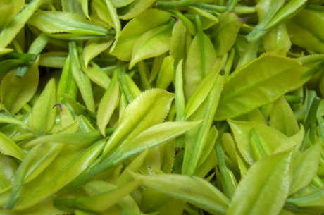 茶叶能过夏吗？
