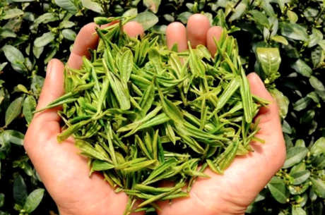 六大茶的基础知识