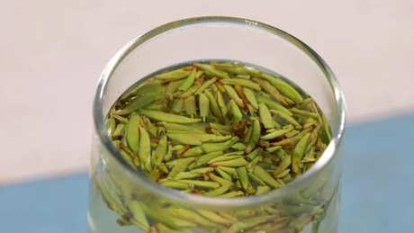 什么茶属于绿茶？