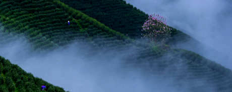 高山云雾茶属于什么茶？