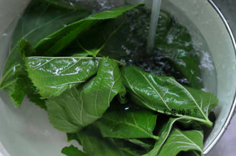 谁不适合喝桑叶茶？