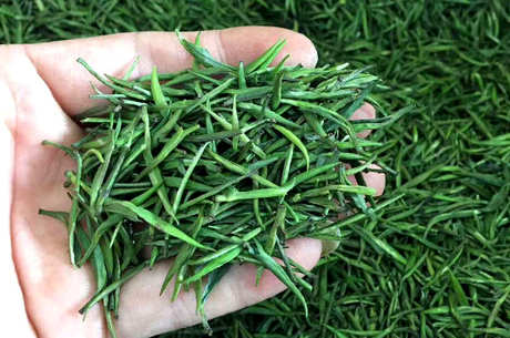 毛尖茶用多少度水温？