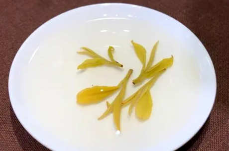 毛尖茶属于绿茶吗？