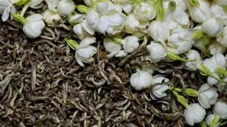 茉莉花茶的制作方法