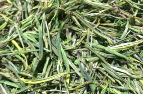 毛峰茶的产地在哪里？