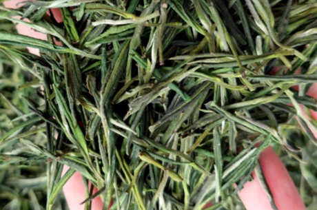 毛峰茶的产地在哪里？