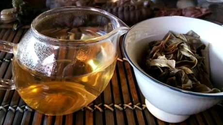 凤凰窝古树茶在哪里？