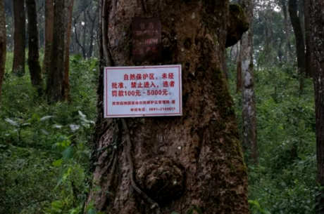凤凰窝古树茶在哪里？