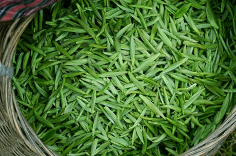 毛尖茶是绿茶还是红茶