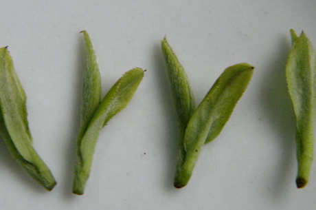 绿茶用多少度水泡最好？