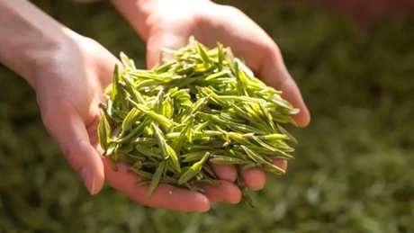 龙井是红茶还是绿茶