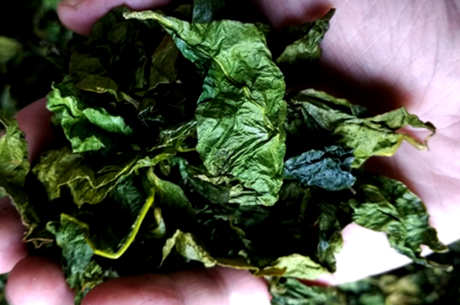 奇楠茶泡茶有什么危害？