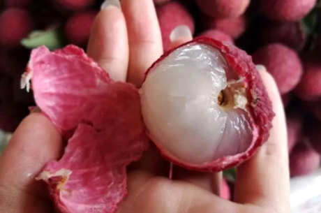 新鲜荔枝皮怎么煮水？