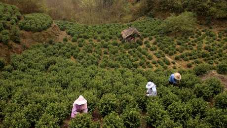 祁门红茶产地在哪里？