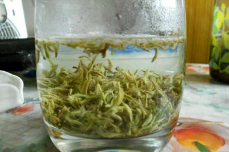 哪种茶是绿茶？