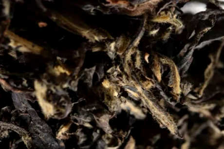 什么茶属于老白茶？