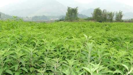 每天都可以喝溪黄茶吗？