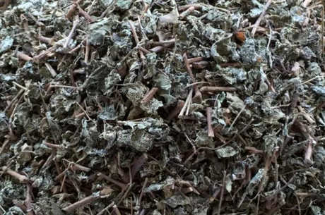 每天都可以喝溪黄茶吗？