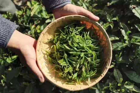 黄茶有哪些品种？