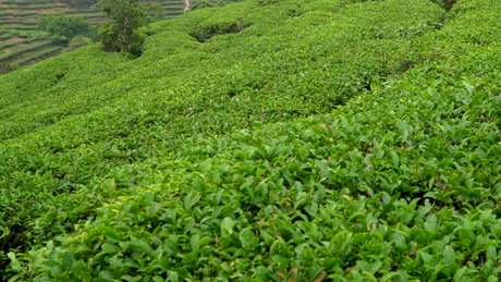 八仙茶属于什么茶？