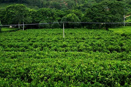 八仙茶属于什么茶？