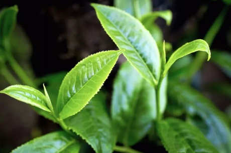 八仙茶属于什么茶？