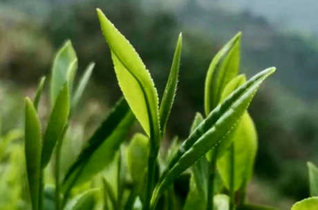 雨前茶是什么意思？