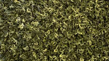 碧螺春是绿茶吗？
