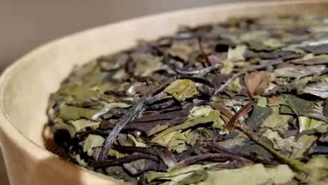 秋天喝什么茶？