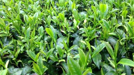 什么茶是白芽奇兰？