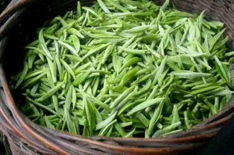 均匀毛尖属于什么茶？