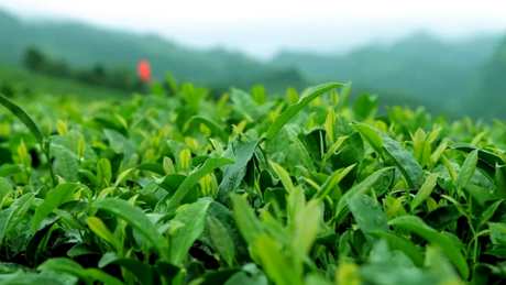 谁发现了茶