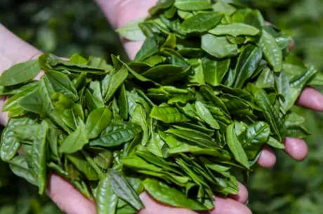 六安瓜片属于什么茶？