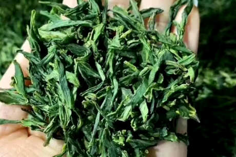六安瓜片属于什么茶？