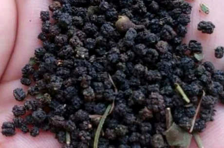 如何泡虫屎茶？