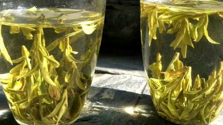 如何泡雀舌茶？