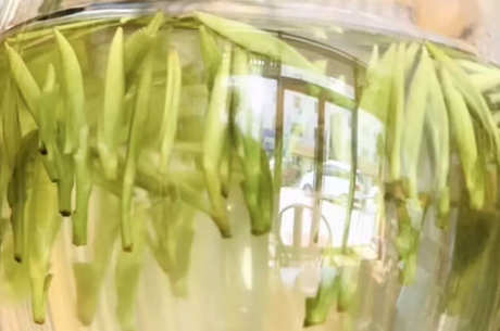 如何泡雀舌茶？