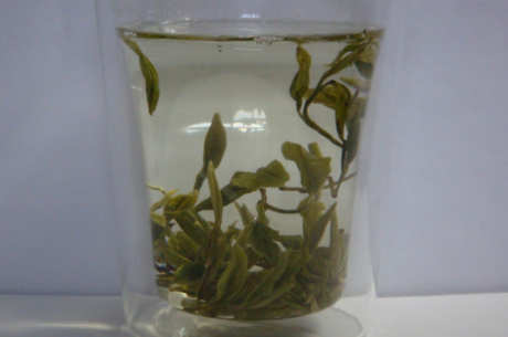 雀舌属于什么茶？