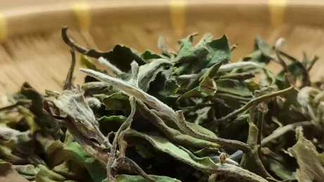 为什么白茶叫白茶？
