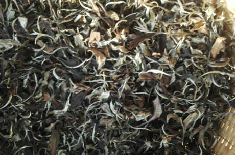 什么季节喝白茶好？