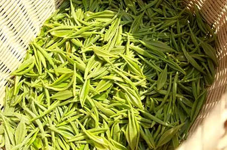 毛尖是绿茶吗？