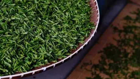 绿茶的保质期一般是多长