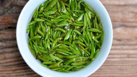 什么是雀舌茶？