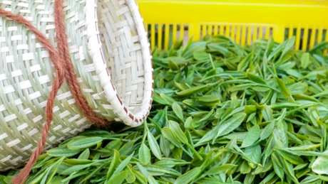 什么茶是白茶？