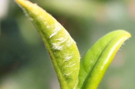 什么茶是白茶？