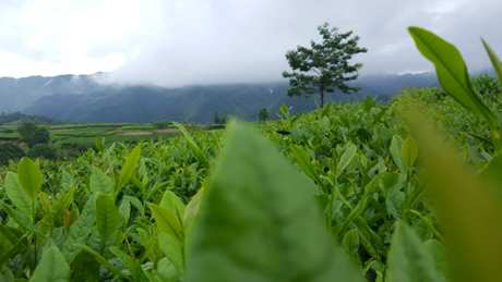 龙井茶的产地