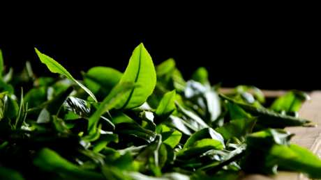 普洱茶属于什么类型的茶？