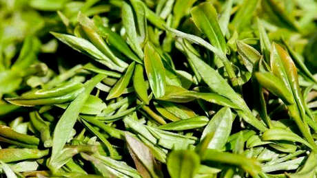 十大安徽名茶