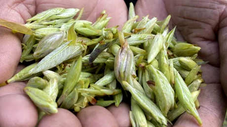 鹰茶是什么茶？